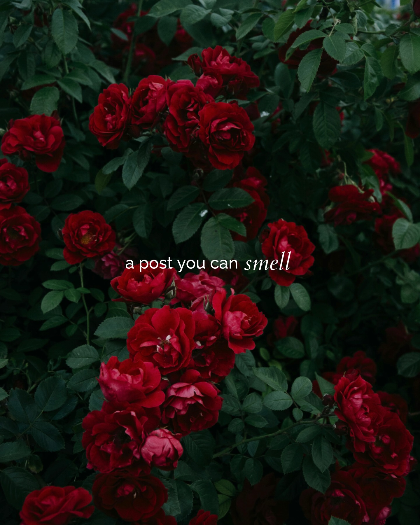 Aroma24/7 social media content production