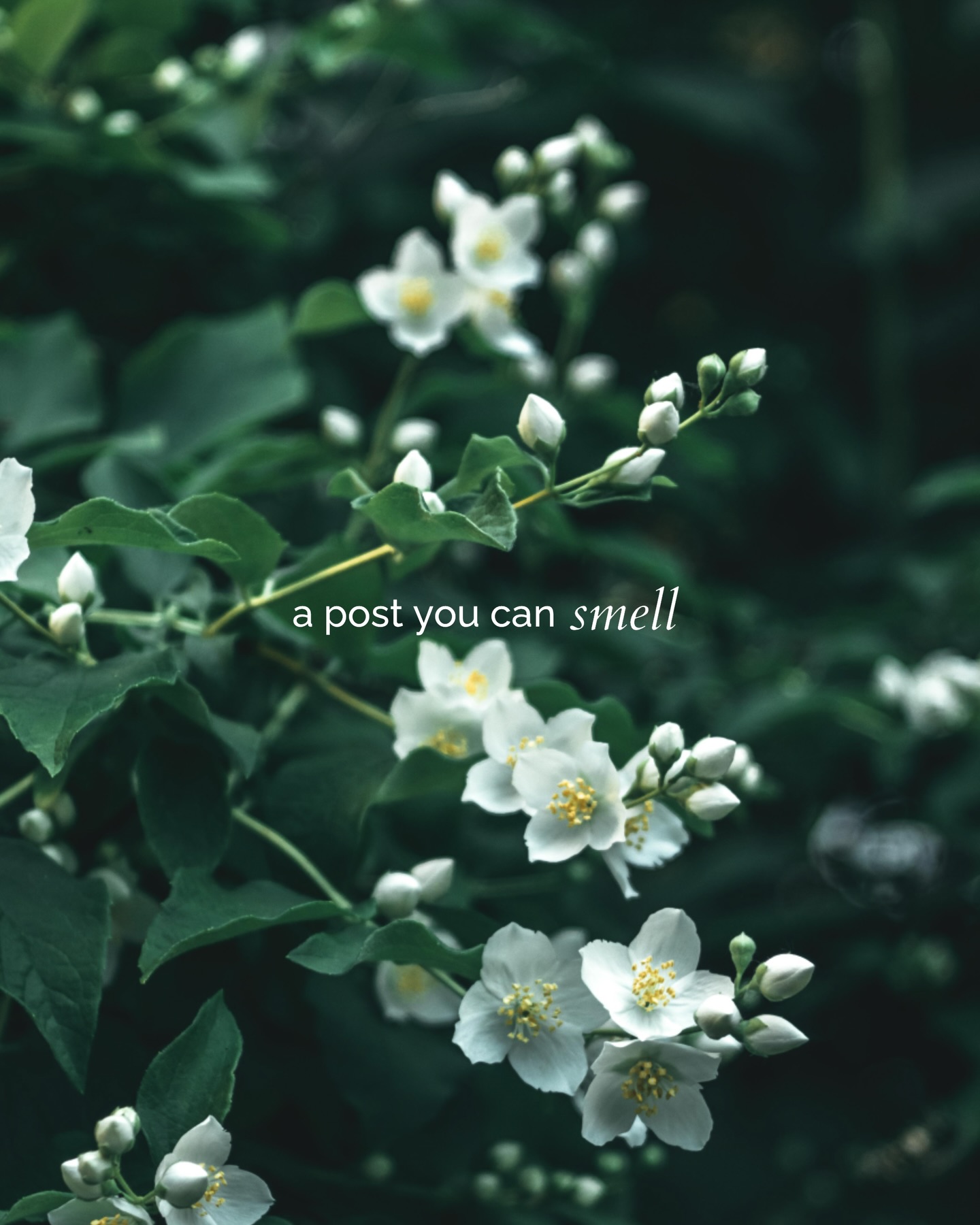 Aroma24/7 social media content production